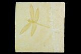 Fossil Dragonfly (Mesuropetala) - Solnhofen Limestone #129243-1